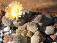 Aloinopsis luckhoffii